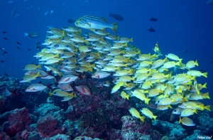 Maldives 2021 - Diagramme oriental - Oriental sweetlips - Plectorhinchus vittatus - DSC00336_rc